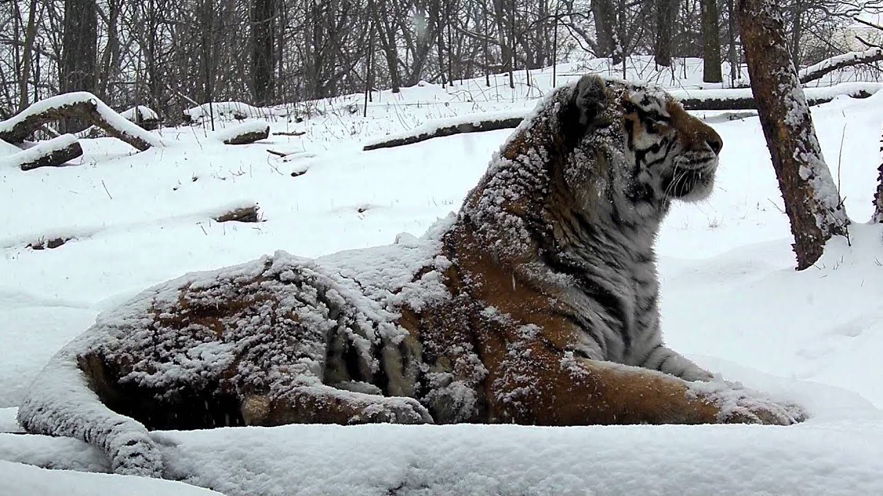 Siberian Tiger - Portrait In Falling Snow at the Bronx Zoo