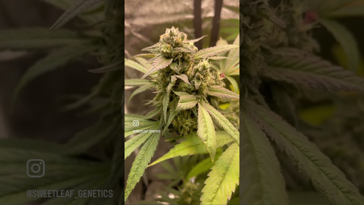 11 Runtz with aroma out of this world!