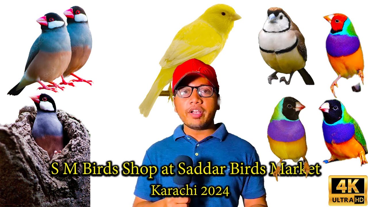 S M Birds Shop at Saddar Birds Market Karachi Latest Updates | Gouldian finch Java sparrow Birds