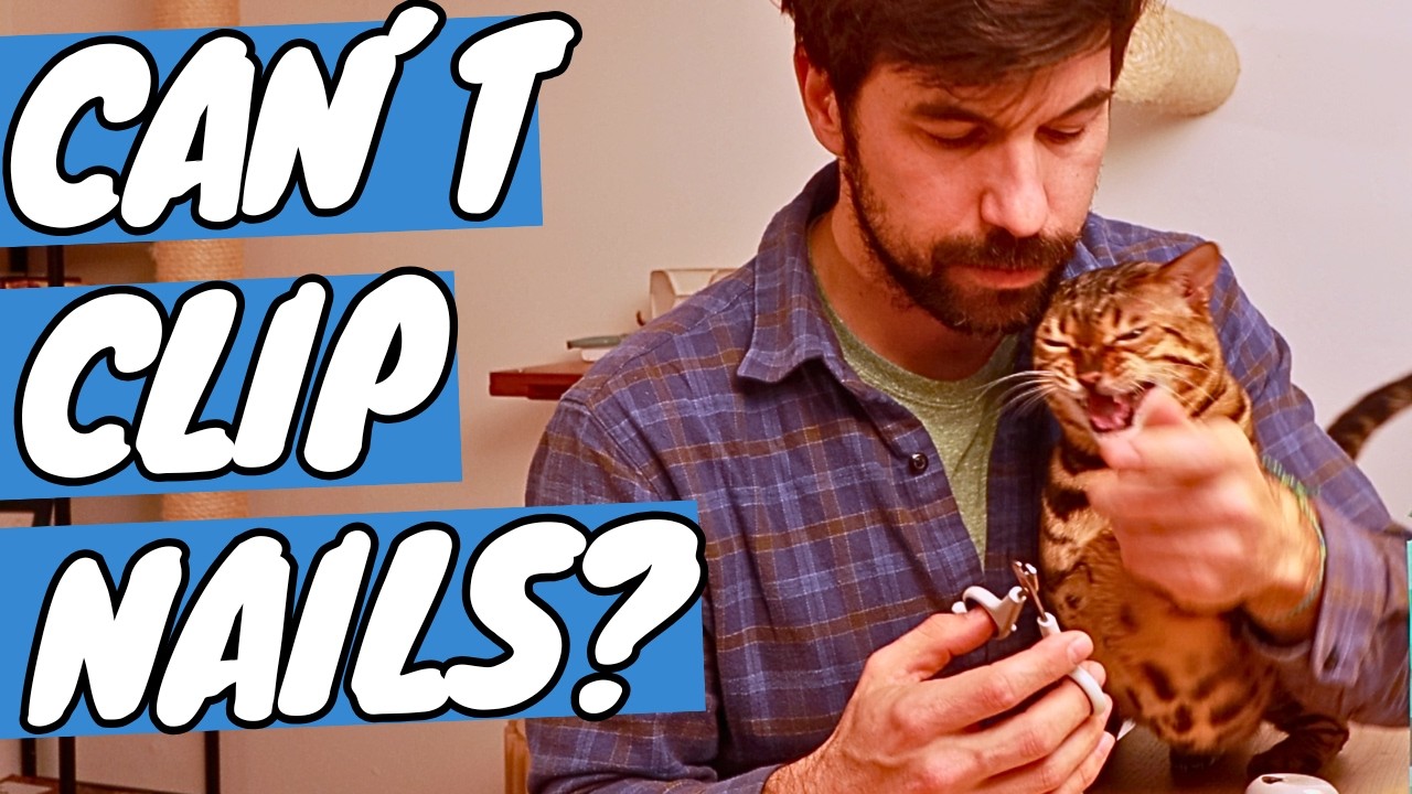 I Tried Trimming My Angry Bengal Cat’s Nails – Here’s What Happened