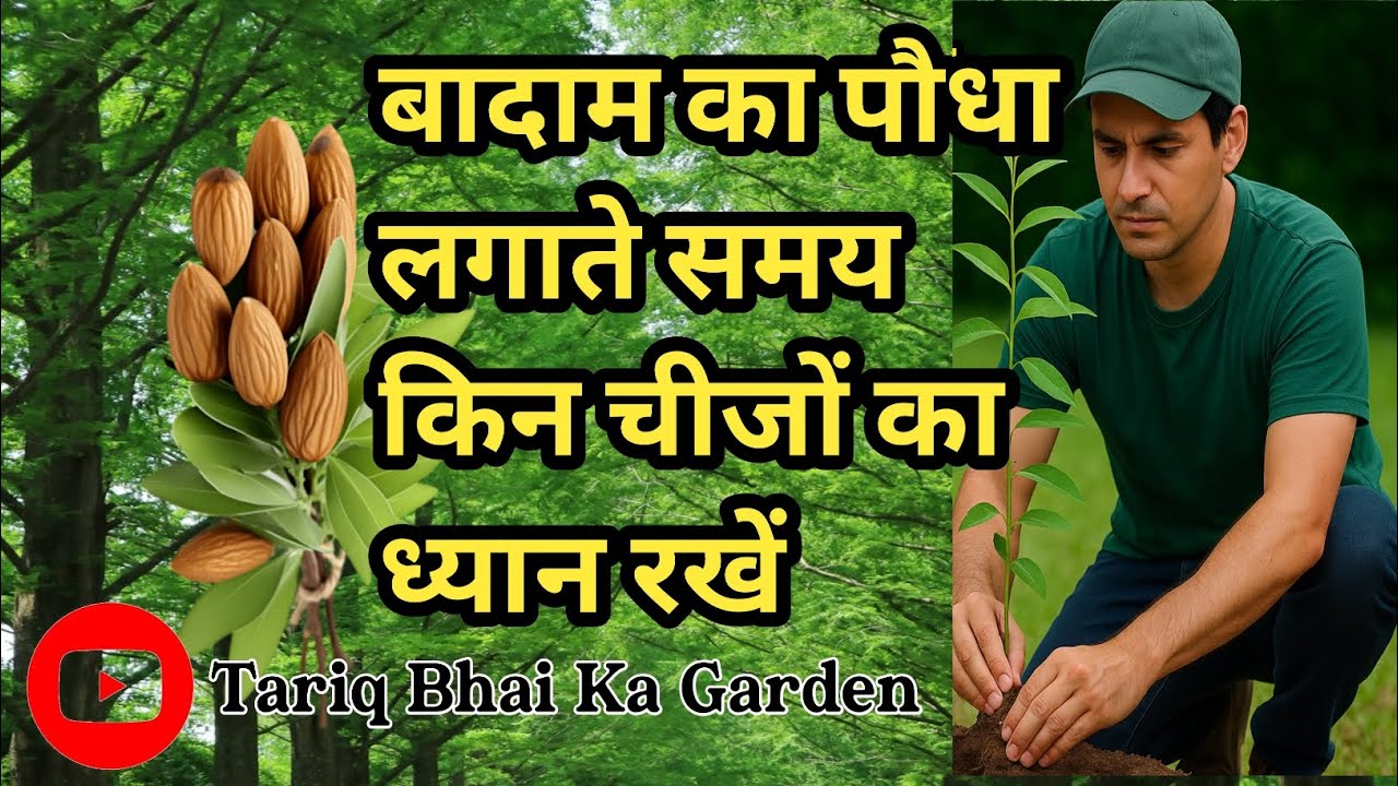 बादाम का पौधा लगाते समय इन बातों का रखें ध्यान | Badam Tree Planting Tips in Hindi