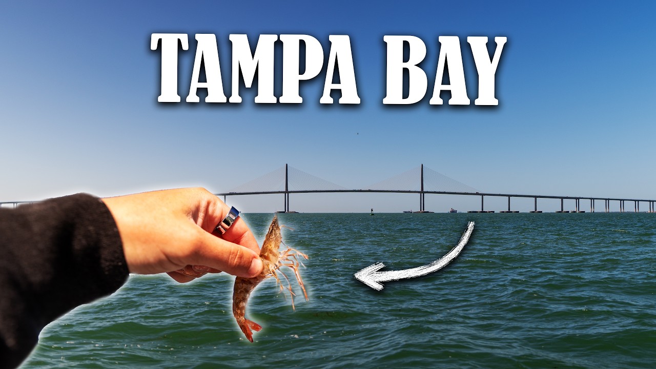 Непрерывный клев с живыми креветками! Морской карась и красный окунь &mdash; рыбалка в Тампе.