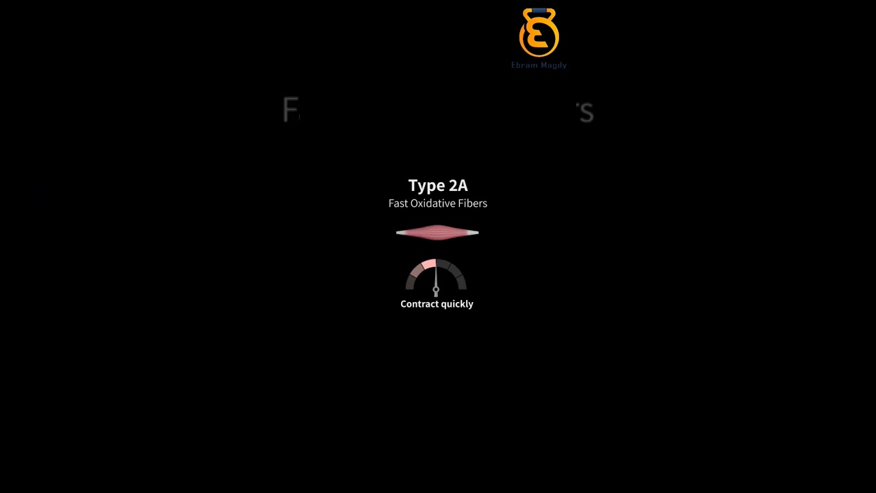 أنواع الألياف العضلية المختلفة - types of muscle fibres