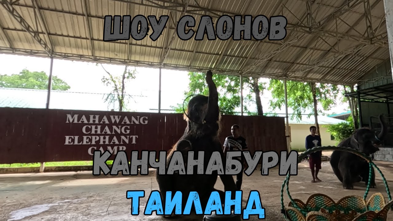 Шоу слонов. Канчанабури. Таиланд | Elephant show. Kanchanaburi. Thailand