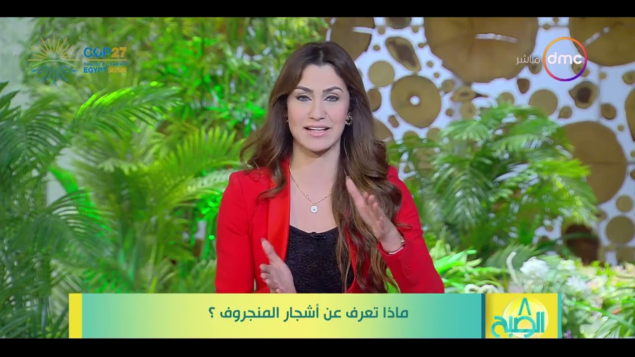 8 الصبح - ماذا تعرف عن أشجار المنجروف؟