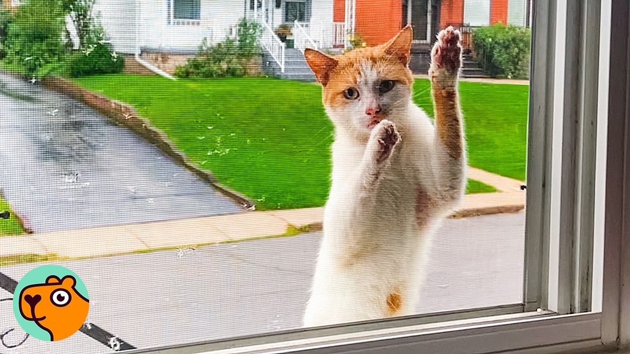 Stray Cat Clings To Lady’s Window Until She Lets Him In | Cuddle Buddies