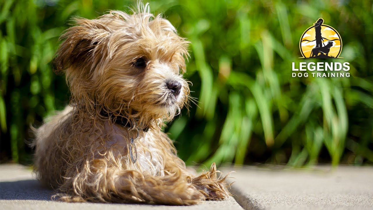 Maltipoo: Separation Anxiety