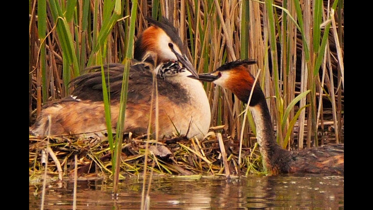 Una nueva vida en 3 min, 🐣🐥🐤 😍- somormujo lavanco 22/06/2025 Laguna del Cañizar