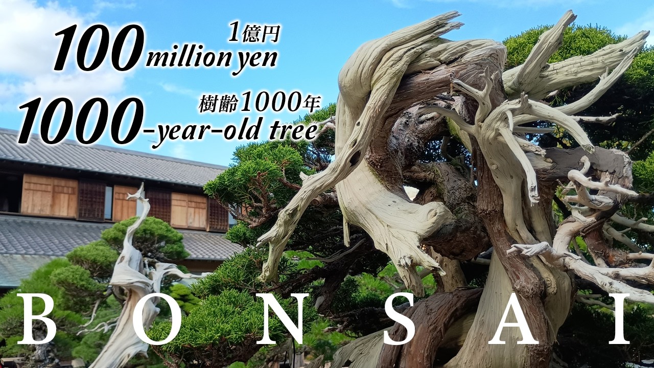 1億円❗️樹齢1,000年❗️の盆栽『春花園BONSAI美術館』⭐️100 Million Yen❗️1,000 Years Old❗️Shunkaen BONSAI Museum