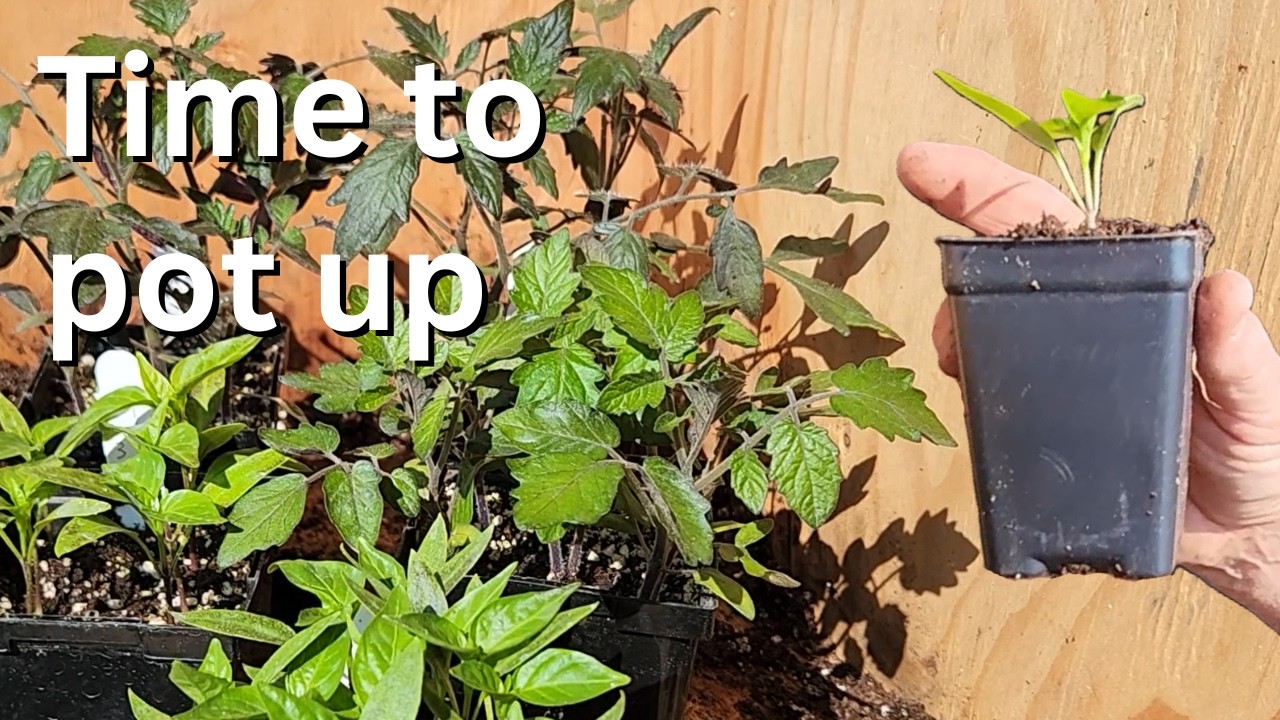 Ep 42 Tomato and Pepper seedlings get potted up and the water tank is empty!!
