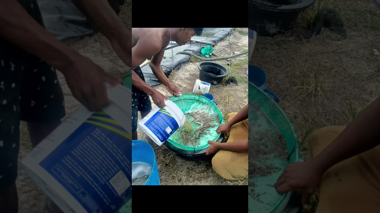 video kegiatan magang di CV boy hermansyah