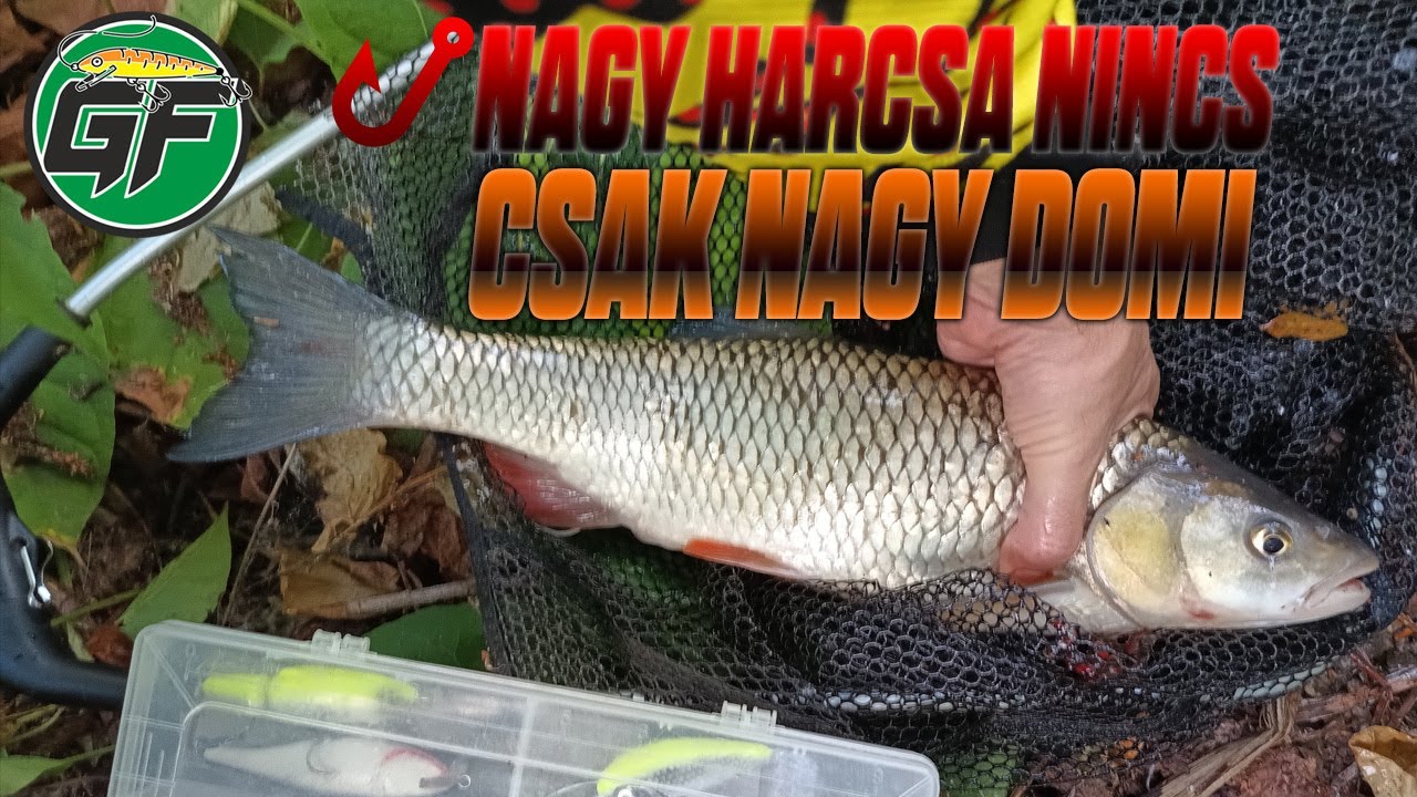GabFishing Pergetés a Sajón: Domik, KisHarcsa,Süllő - Nyáresti wobbleres folyóvízi pergető horgászat
