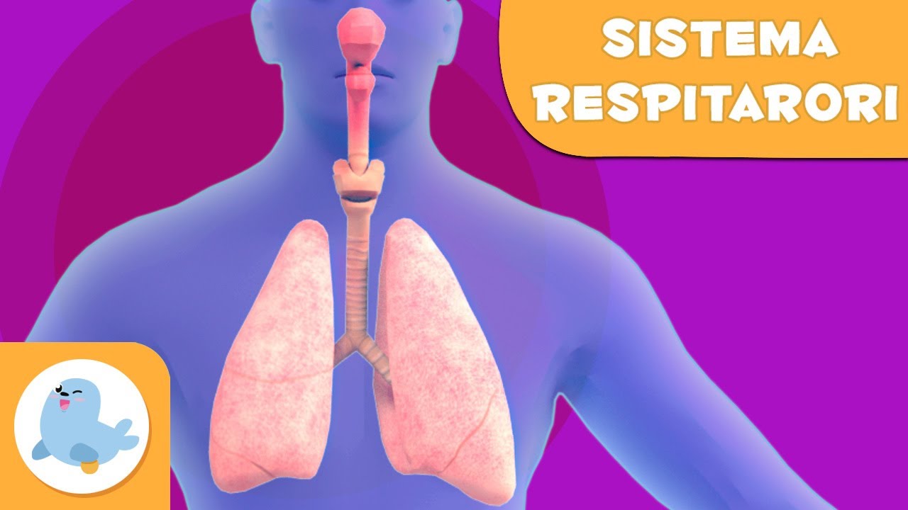 El sistema respiratori | El cos hum&agrave; per a nens en catal&agrave;