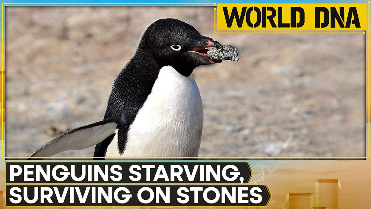 Penguins Starving Toward Extinction as Food Scarcity Devastates South Africa Colonies | World DNA