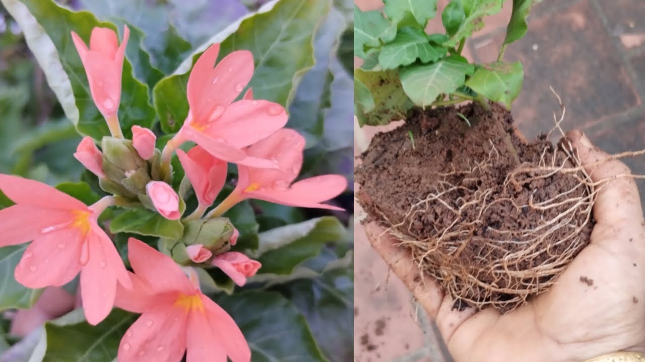 15 நாட்களில் கனகாம்பரம் பூச்செடி பதியம் ரெடி #gardening #tamil