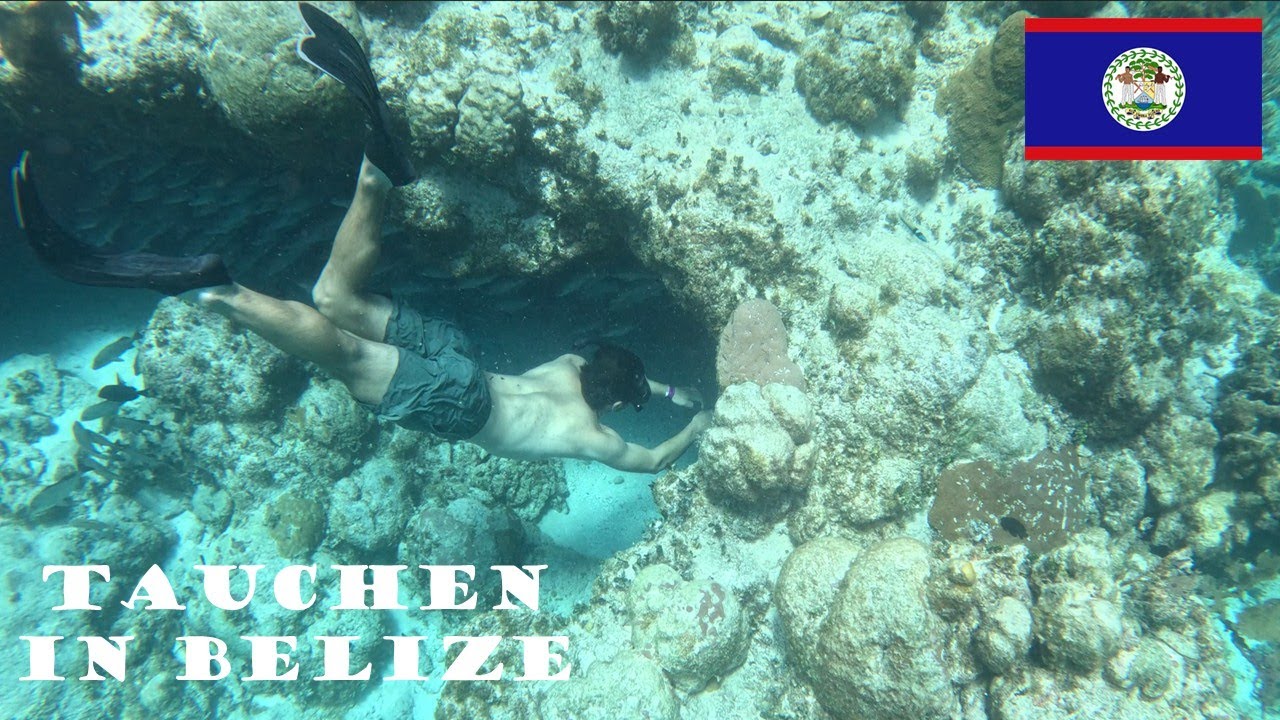 Haie, Rochen und Schildkröten:Tauchen im BARRIER-REEF 🐠🪸🦈 Schnorcheln in Belize | Caye Caulker 🏝️