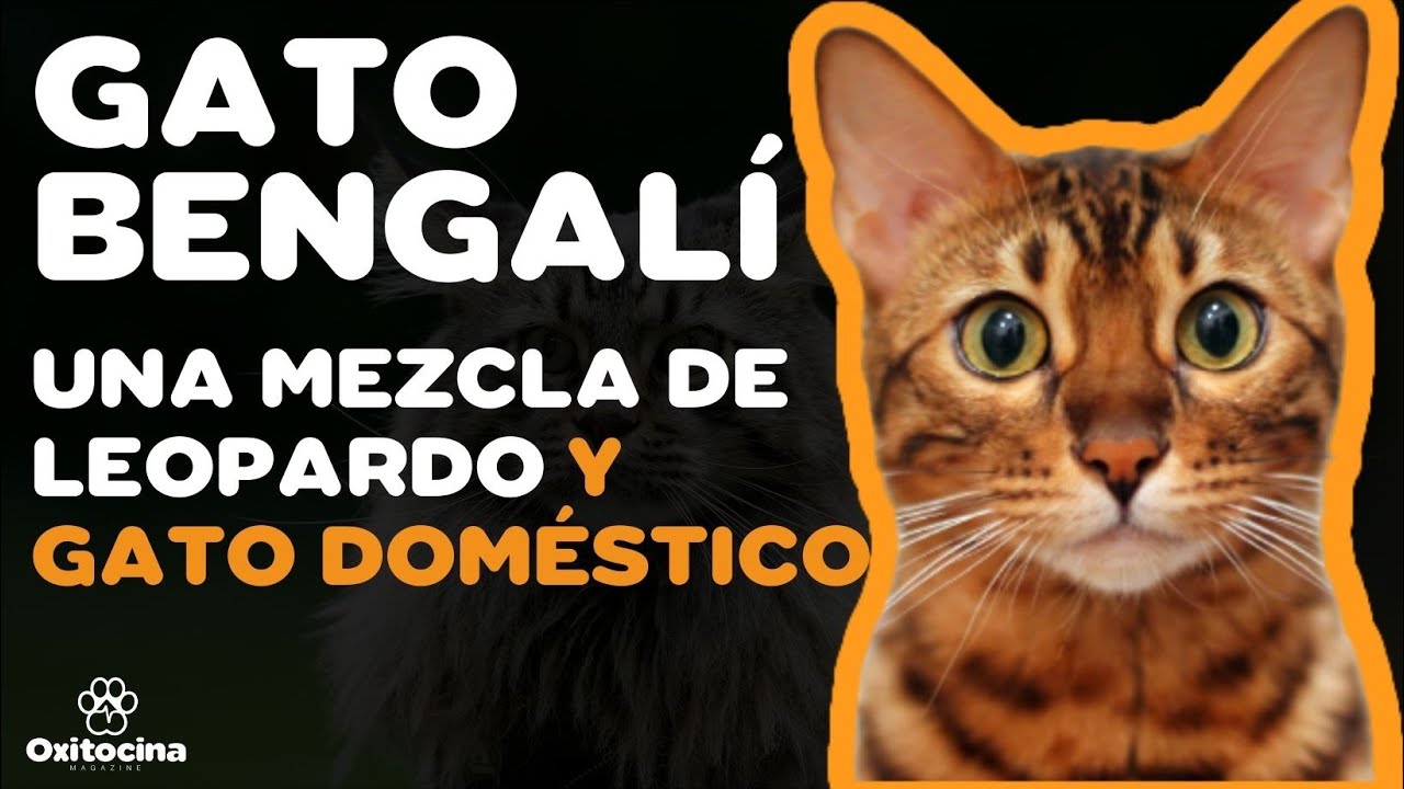 GATO BENGALÍ: 6 COSAS que debes SABER