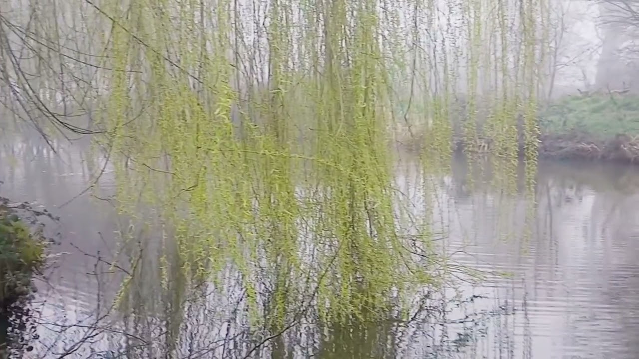 Weeping Willow | EP-133 KO II 