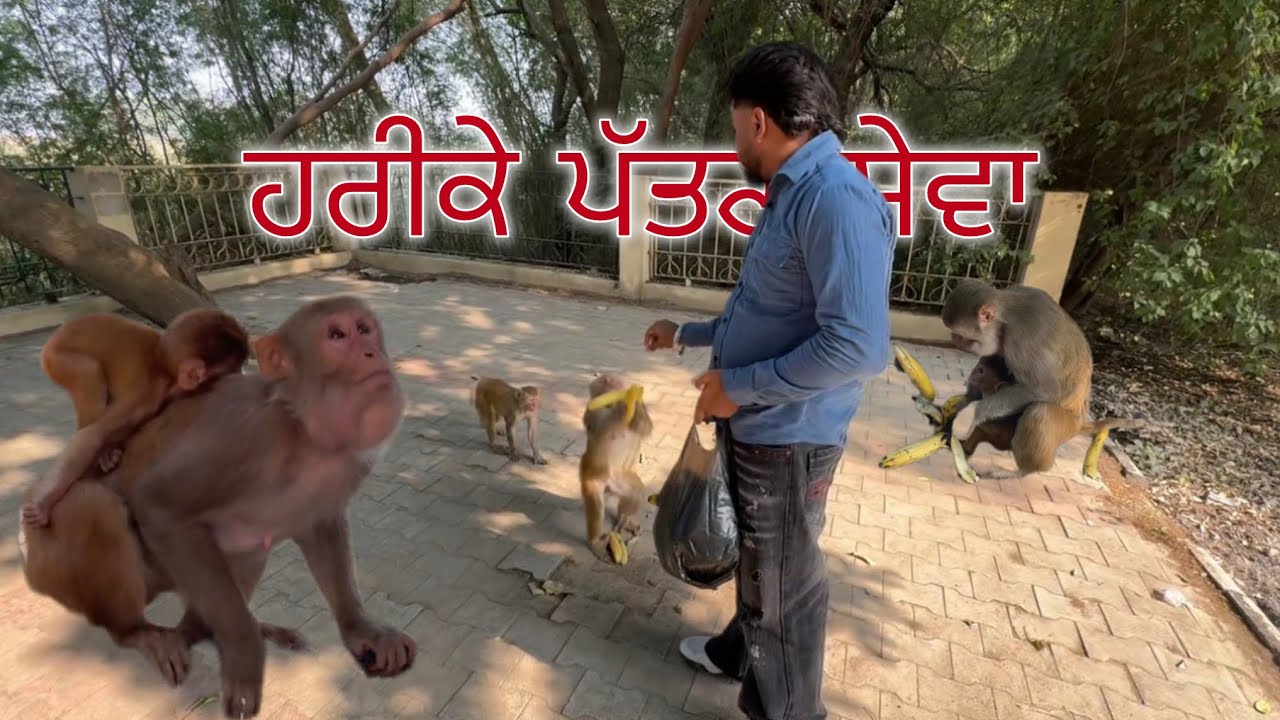 ਹਰੀਕੇ ਪੱਤਣ ਸੇਵਾ #monkey  #monkeyvideo  #monkeylove 