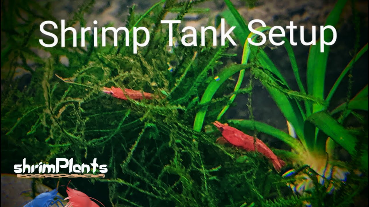 How To Set Up A New Neocaridina Shrimp Tank | Beginner's Guide To New Shrimp Tank Setup