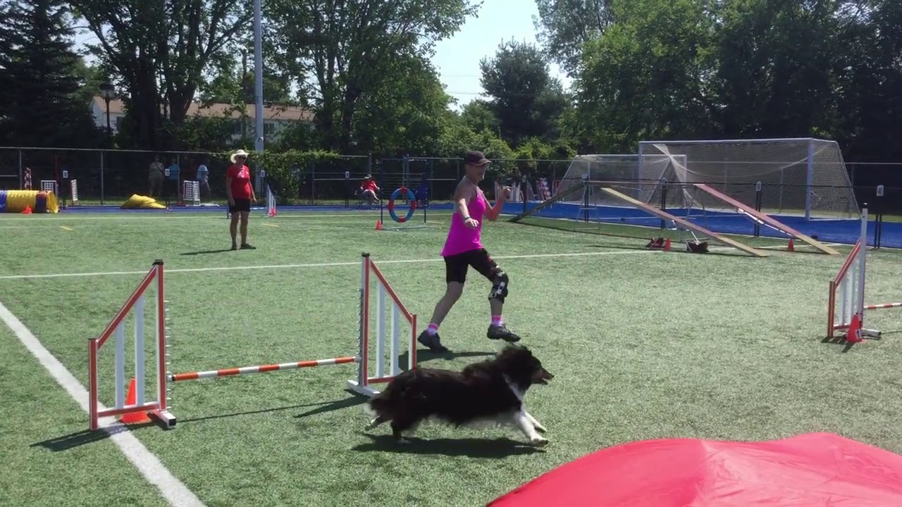 Canadian Agility Championships (AAC 2016 Nationals). Clean Run Standard