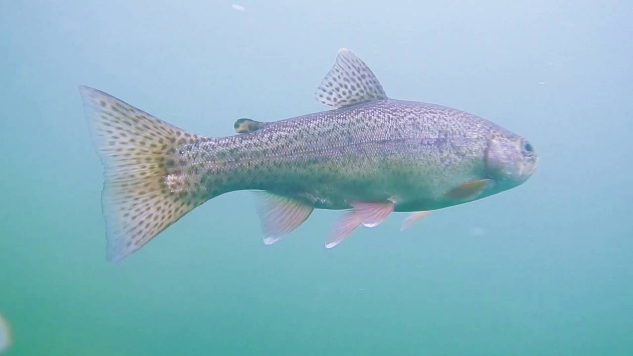 Quarry Park Rainbow Trout
