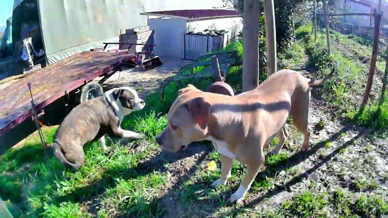 Pit bull1985 