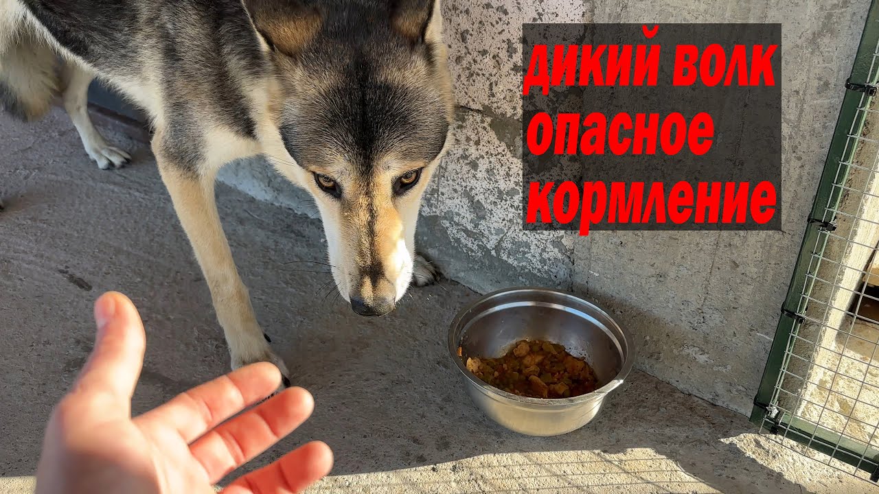 Дикие волки зашли во двор !!! Пытаюсь накормить дикую волчицу Тайру !!! Планировка питомника.