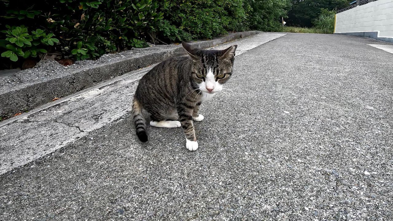 リラックスできる音楽と猫。睡眠音楽。やっぱり猫が好き。野良猫の日常