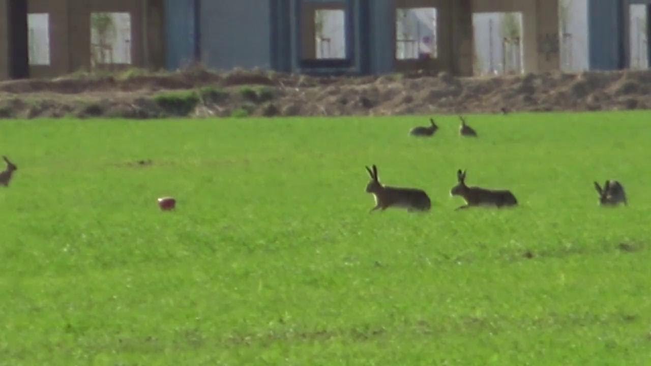 Il cacciatore gentile che a Mantova vuole salvare le lepri