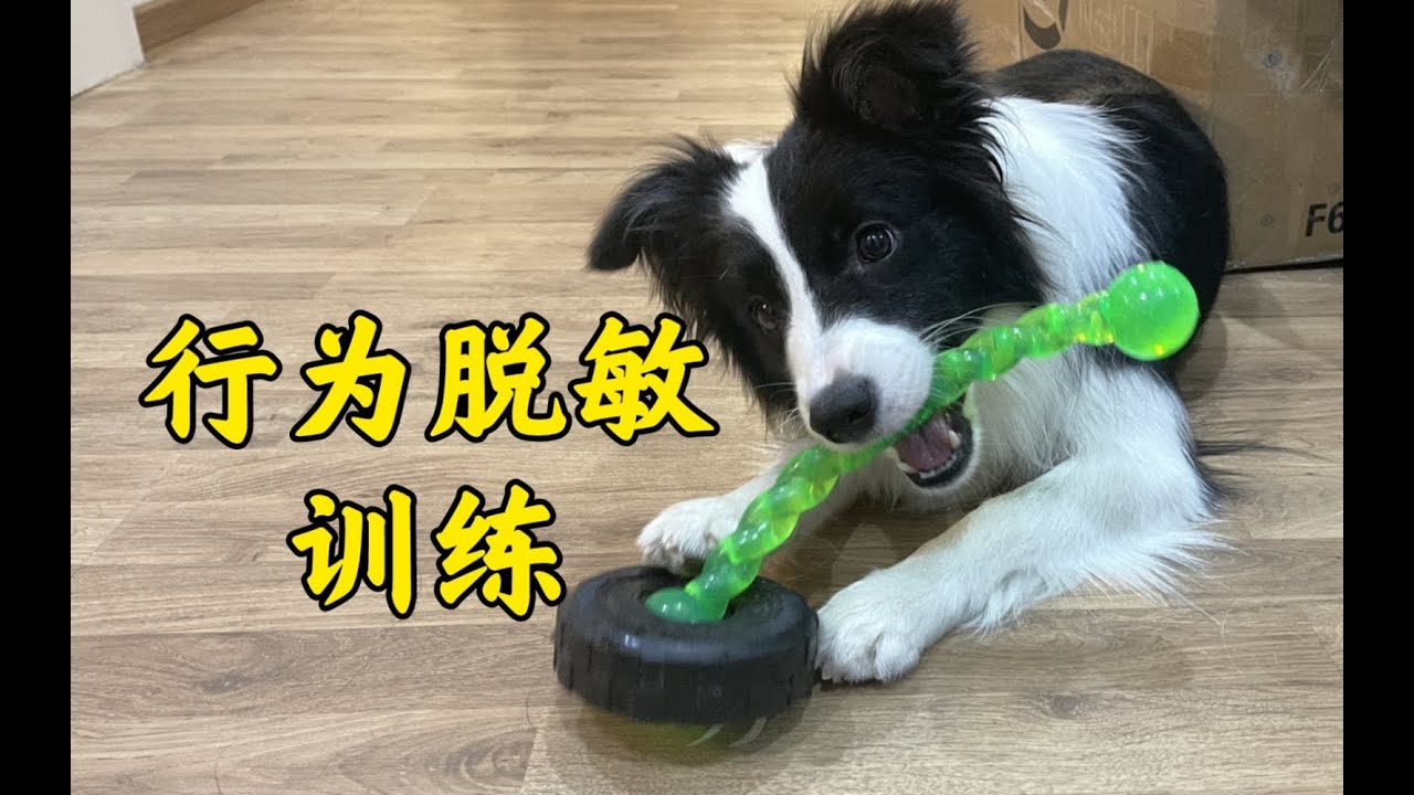 【养犬训犬指南】边牧日常行为脱敏训练从方法论到实践，教你正确认识狗狗 脱敏—border collie Mia