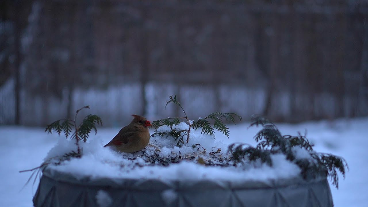 An Amazing Cardinal in Ultra 4K 🐦 | A Magnificent Creature You’ve Never Seen This Close