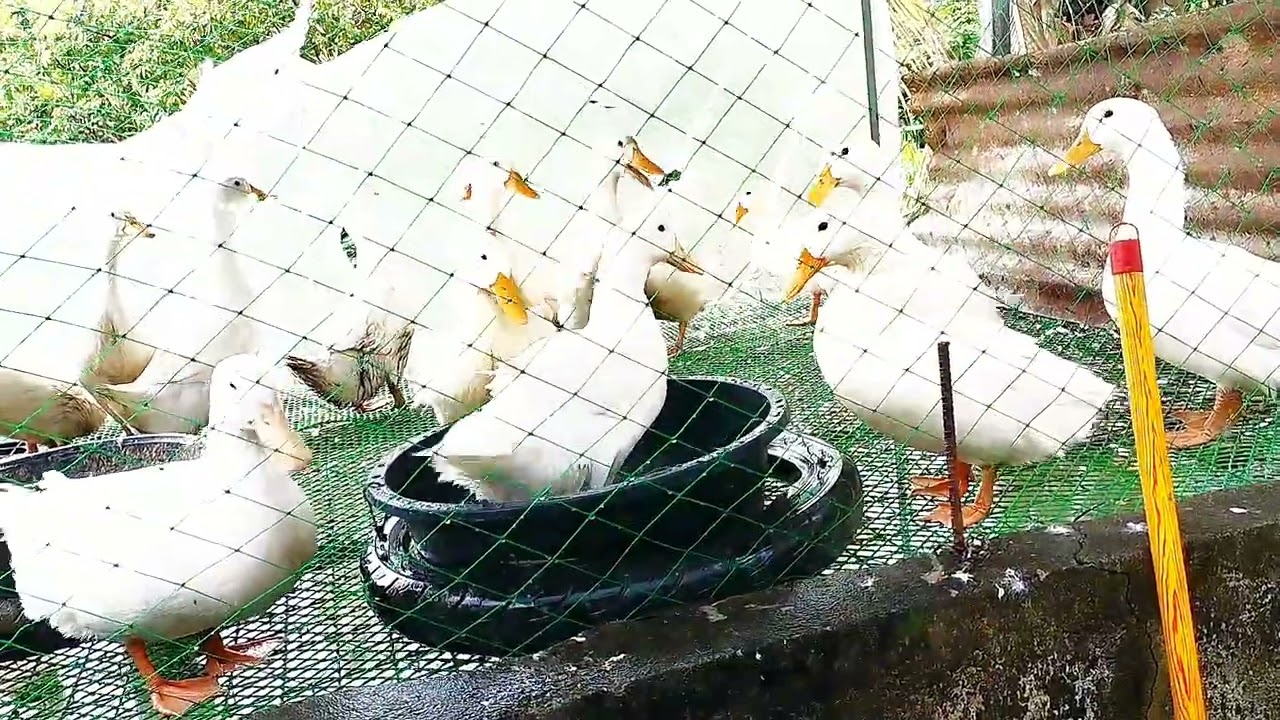 MAGKAKASAMA NA SILA #Pekinduck #yt #everyone