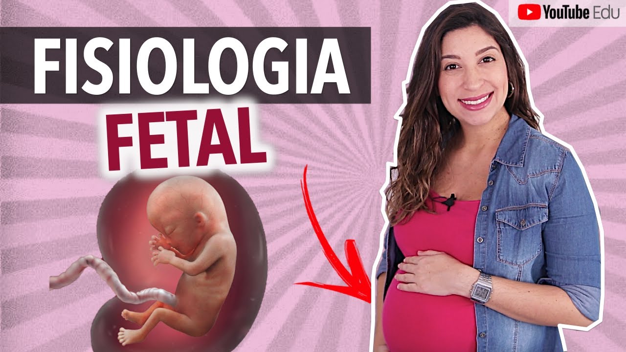 Fisiologia fetal: Desenvolvimento dos órgãos e sistemas | Anatomia etc