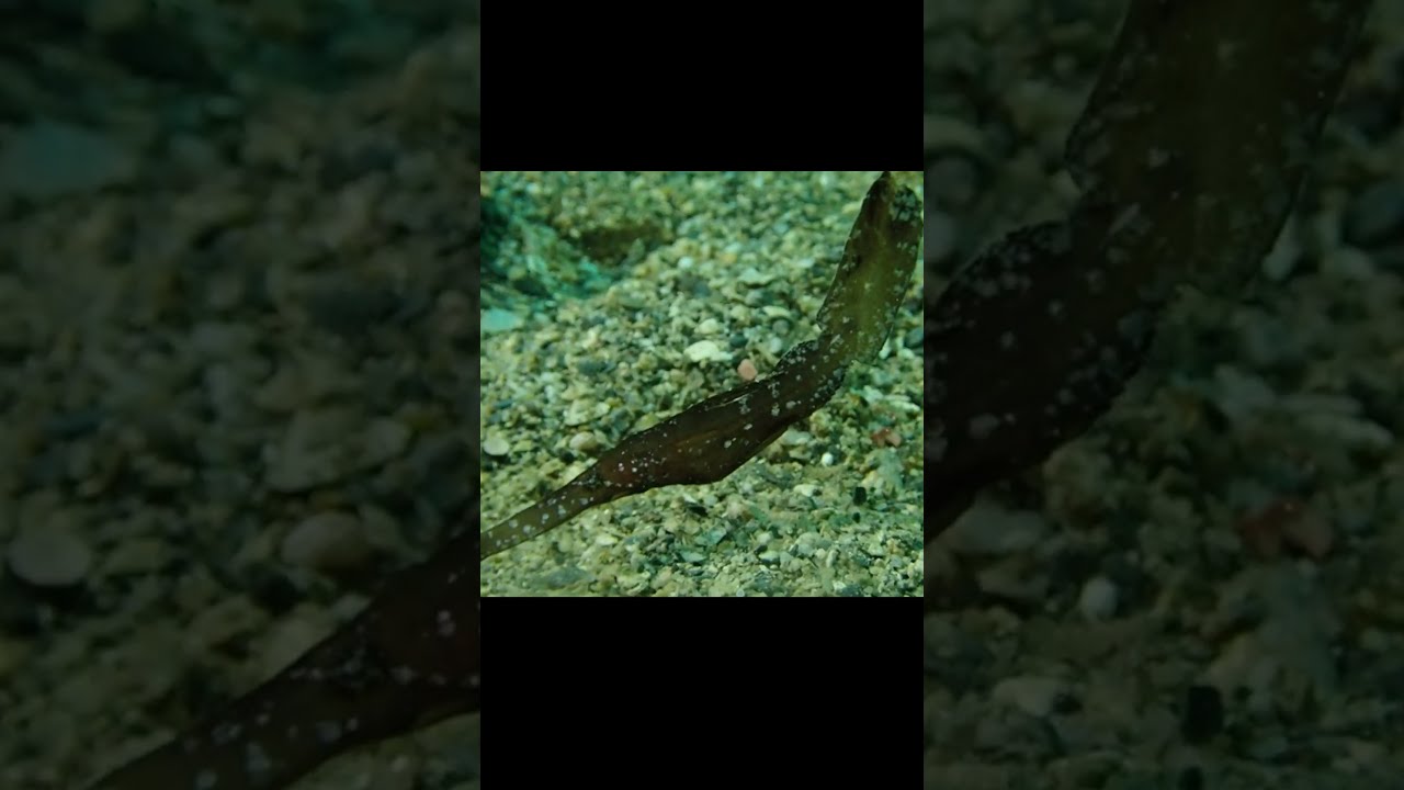 Robust Ghost Pipefish