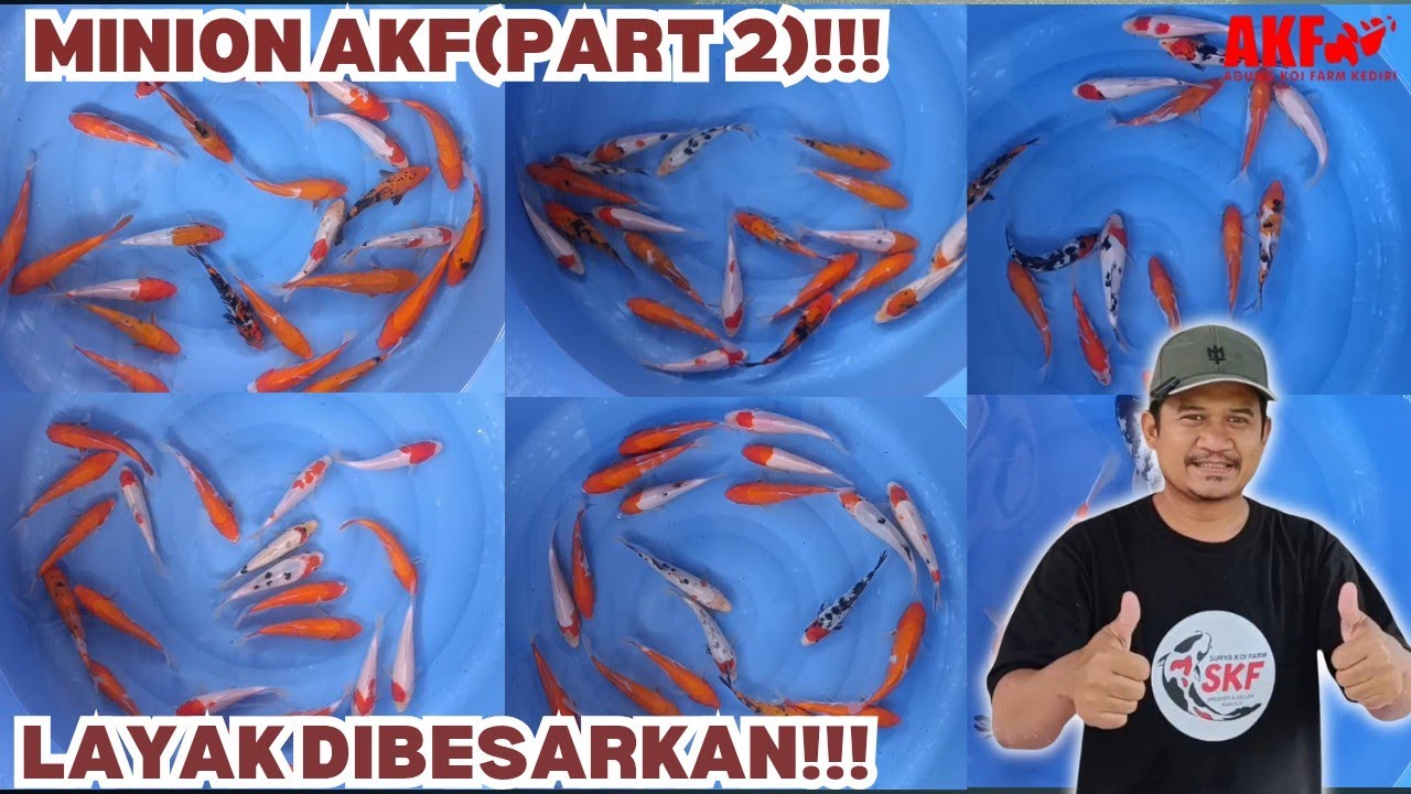 Spesial Minion AKF (Part 2)!!! Layak Dibesarkan Harga Murah Poll!!! 