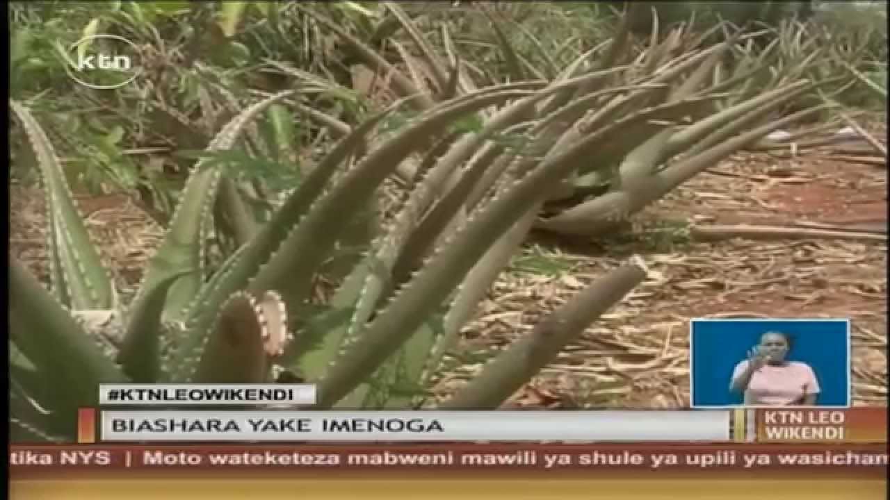 Faida za mmea wa aloe vera au mshubiri