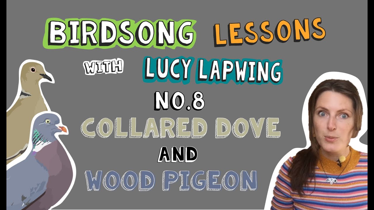 How to Identify Wood Pigeon and Collared Dove Song - Episode 8 of Birdsong Lessons with Lucy Lapwing