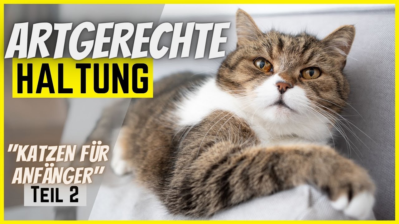 Katze artgerecht halten in 6 Schritten 🐈 [Katzen für Anfänger Teil 2/3] 🧶