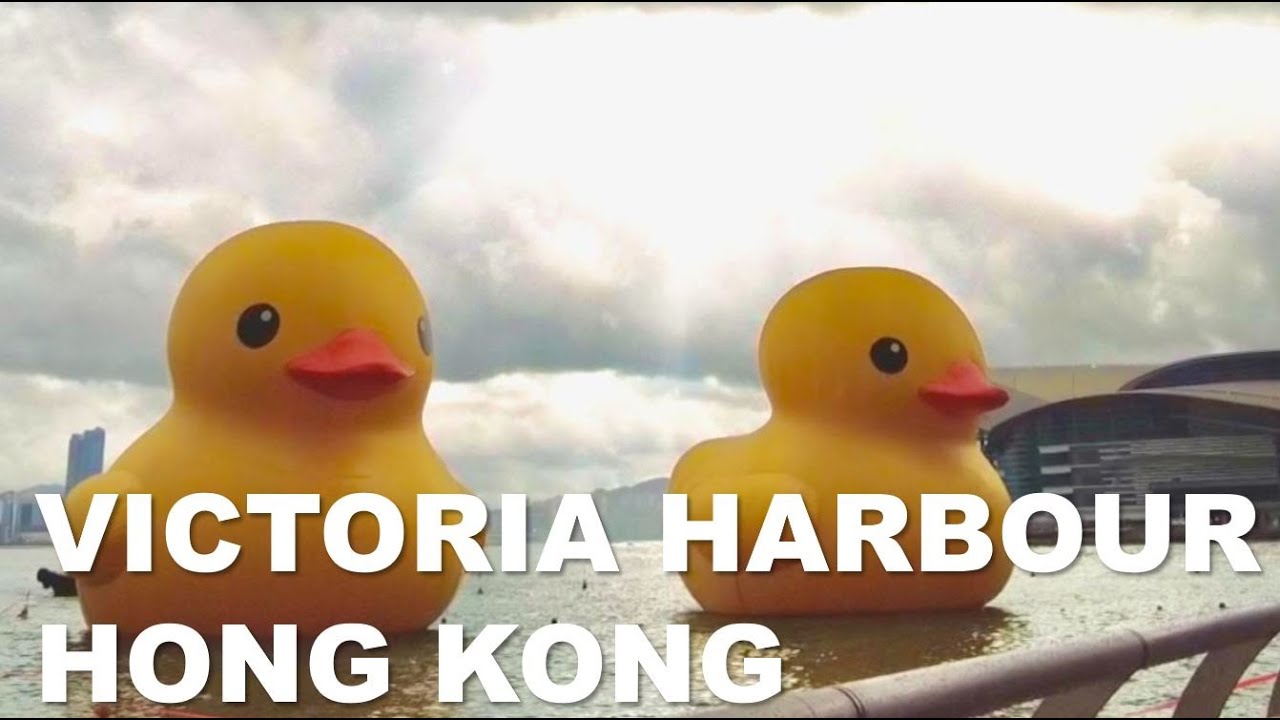 [4K] Hong Kong Tamar Park Double Duck Walk l 홍콩 타마르 공원 더블 덕스 산책 l 香港維港添馬公園黃色小鴨