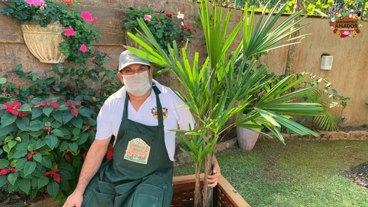 Passo a passo para saber plantar palmeira ráfia (Jupati)