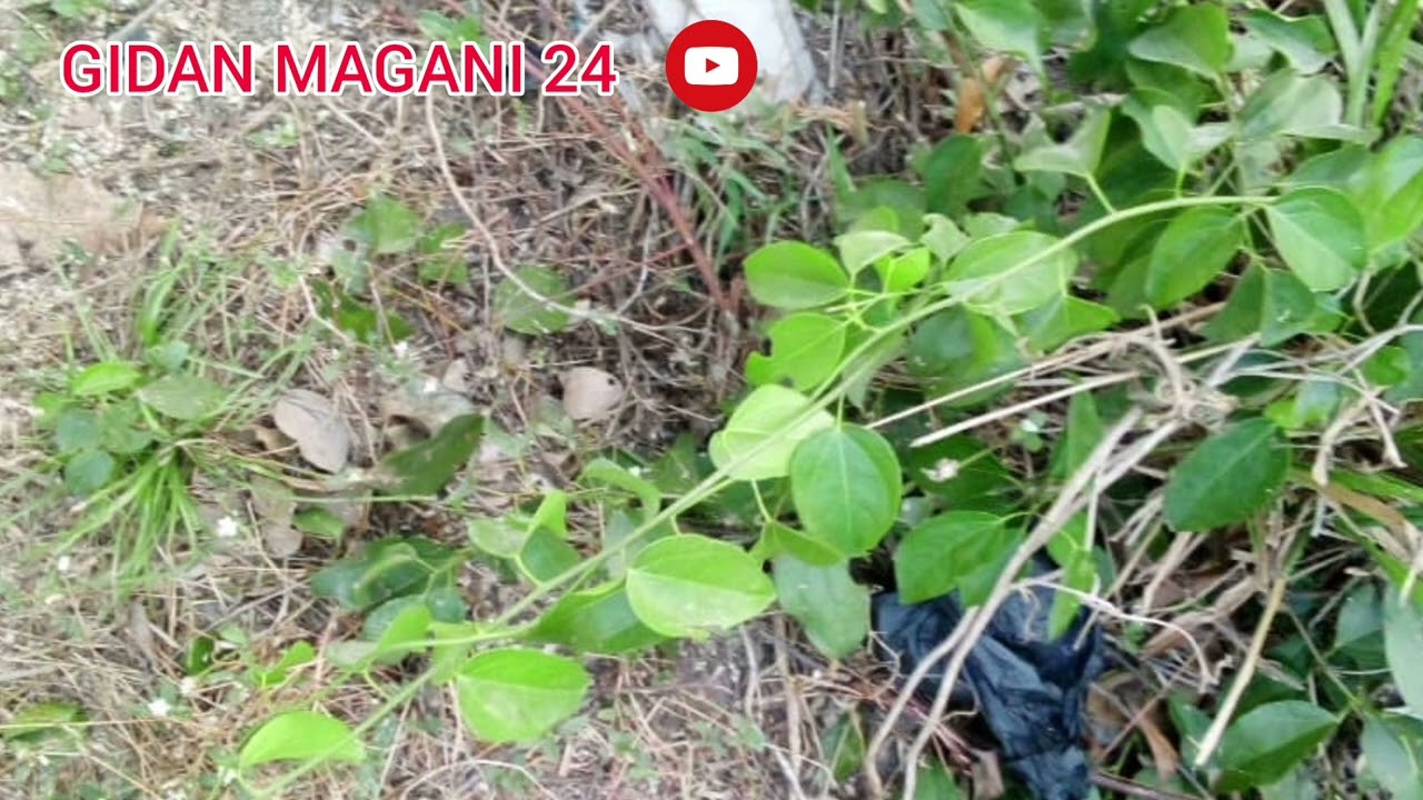 sirrin kuskura dawankin hannu domin amsar addu'a