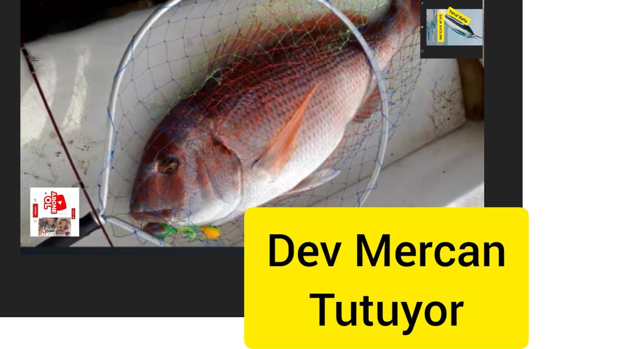 Dev Mercan ..Vedat Aydoğdu &Uuml;stad yakalıyor. #tairubber tekniği.#fangrimercan .#fishing. @vickystarks