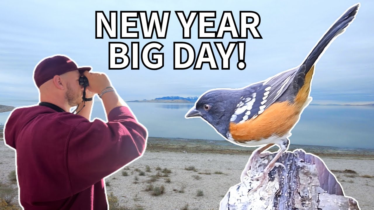50+ Species on New Year Big Day 2025!