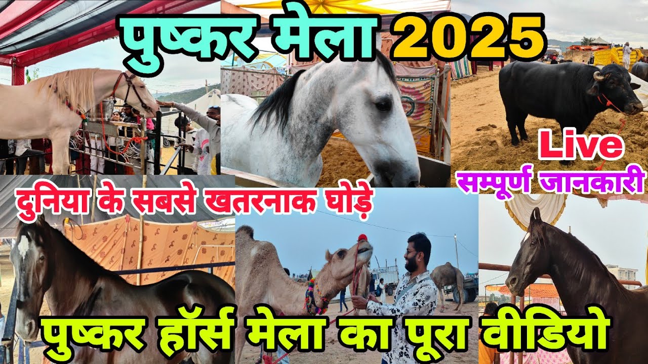 Pushkar Mela 2025 | Pushkar Horse Mela 2025 | Pushkar Mela 2025 live | पुष्कर पशु मेला 2025 लाइव
