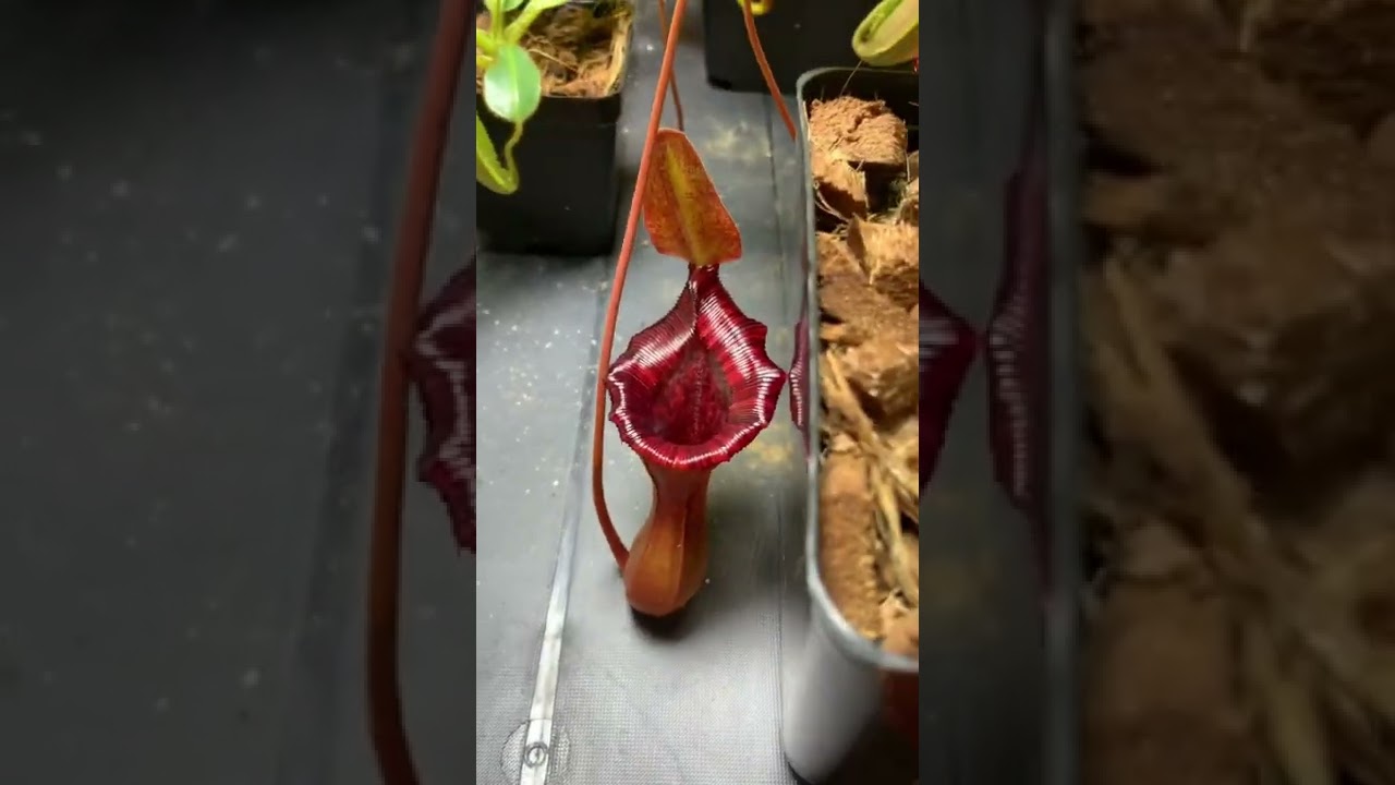 Newest and biggest pitcher on nepenthes ventricosa x lowii #carnivorousplants #nepenthes