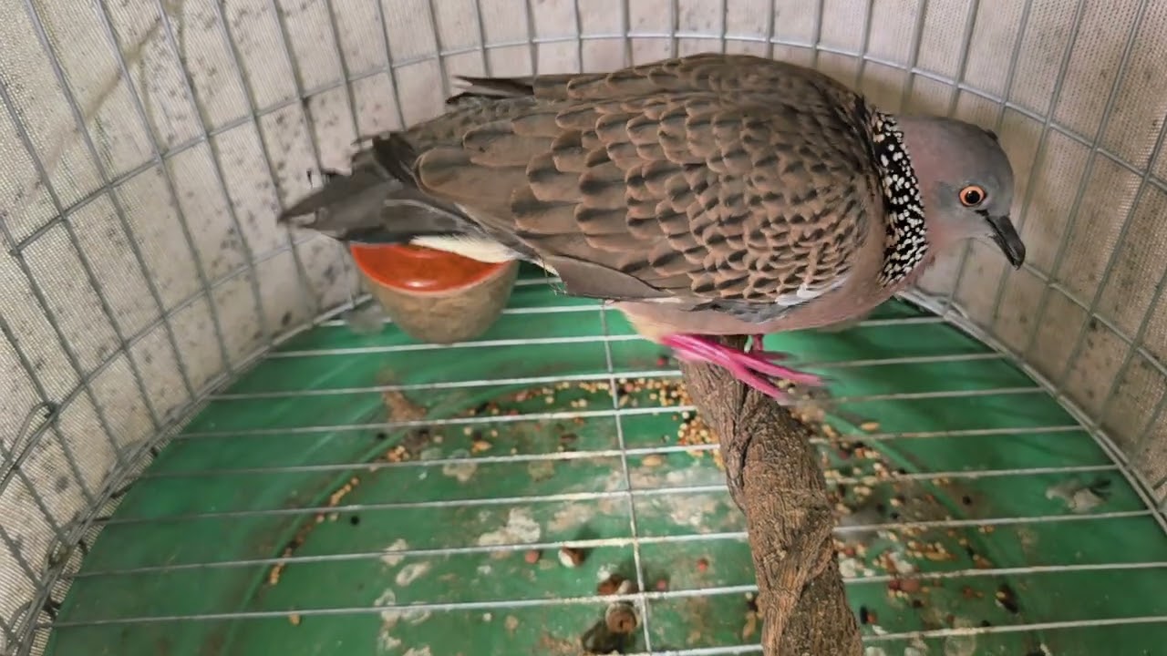 107 mồi lỡ chim khống rước dày thúc tốc độ kèm thưa cứng gù trong bảo hành cho ae  zalo 0373630133