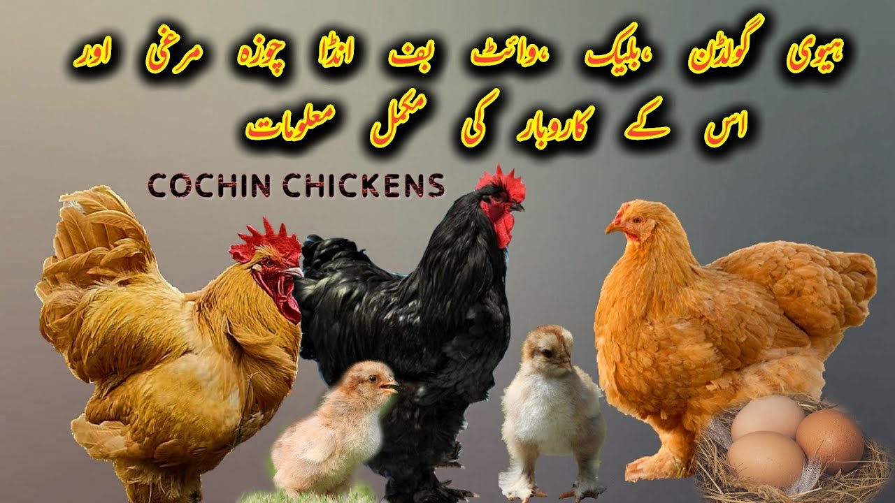 Golden Buff eggs, chicks, hens business full information