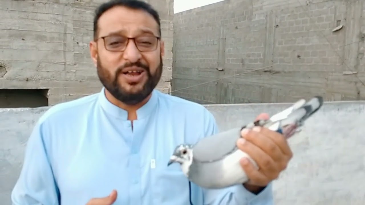 racer pigeons behtreen winner racers kabootaro ka pehlee baar aisa shoq daikha