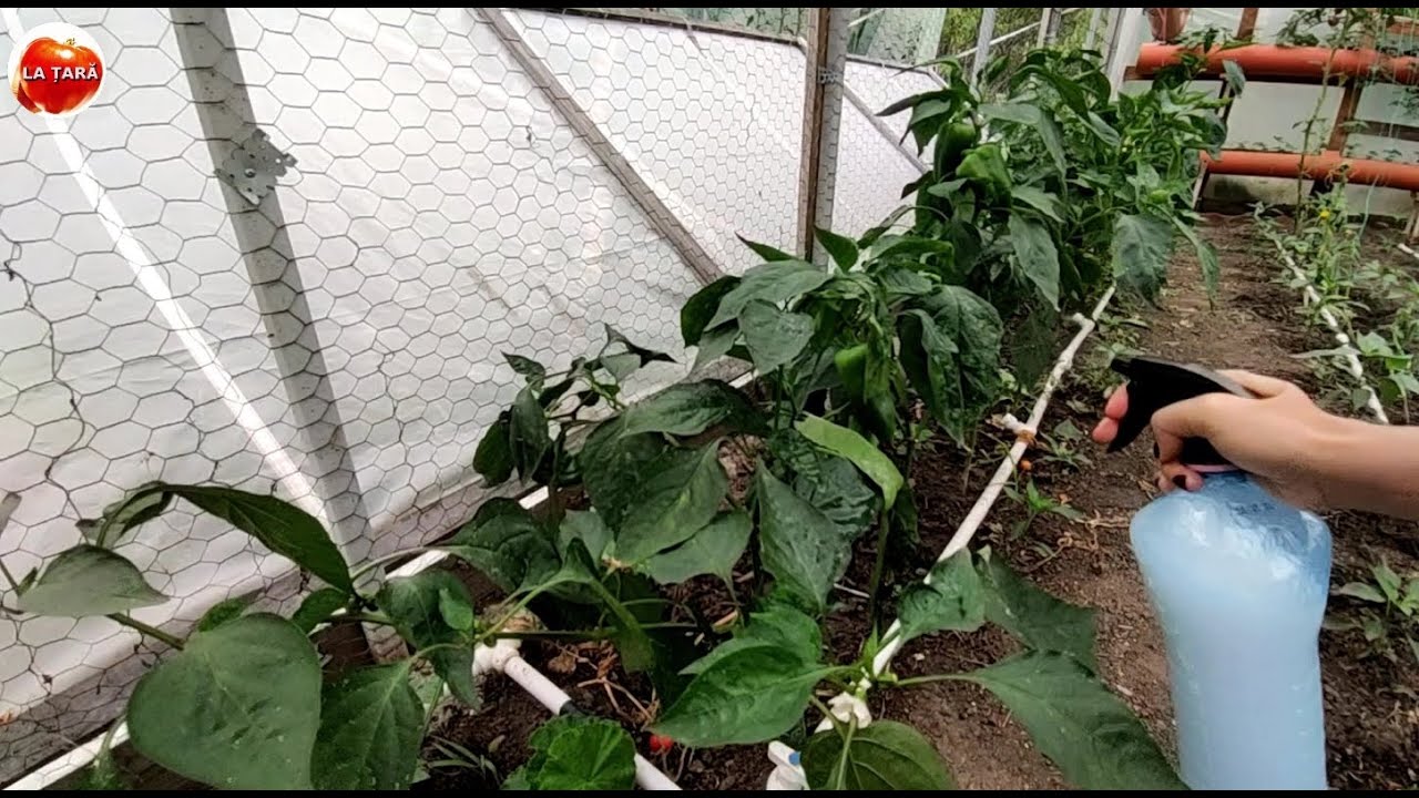 Insecticid și fungicid natural. Combaterea afidelor și ploșnițelor